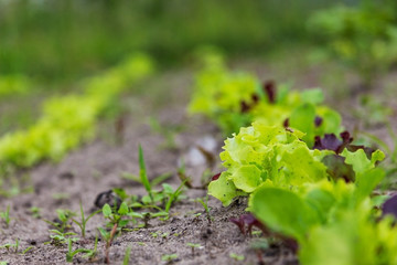 lettuce leaves on a vegetable garden