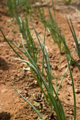 cipolle in orto bio