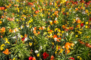 Meer aus Blumen im Botaniska trädgarden - Göteborg, Schweden.