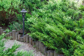 Landscape design, evergreen bushes and path