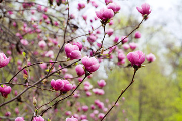 Fototapeta na wymiar Spring magnolia flowers on the natural background. For this pict
