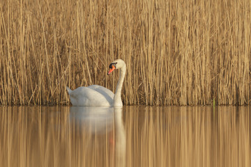 swan