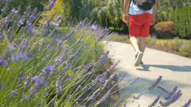 Purple flowers close-up in the park with blur background man walking 