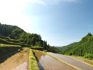 春　つずら棚田の田植え