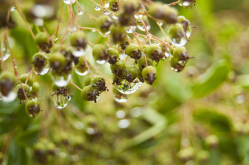 MacroWater Drops on green berries 