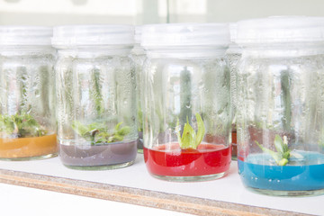 Many plant tissue culture orchid in bottle with selective focus.