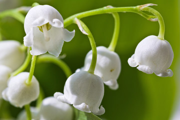 Fototapeta na wymiar lily-of-the-valley macro flower