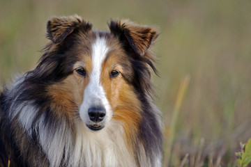 Fototapeta premium Shetland Sheepdog