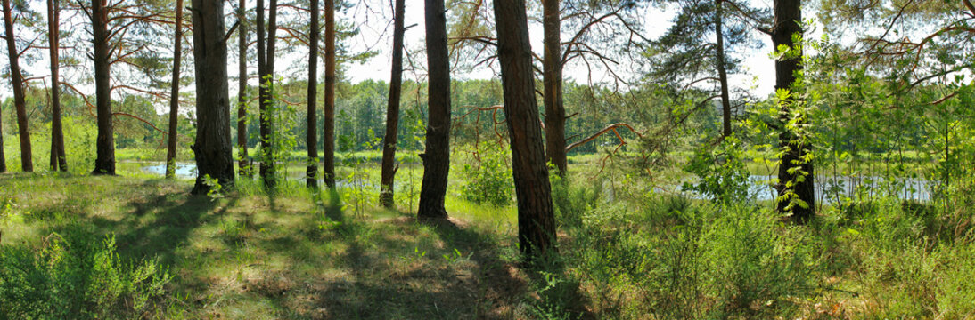  panoramic image of a pine forest in the summer