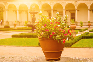 Ceramic pots with blooming red and white flowers in the park with green lawn and antique building patio at the background