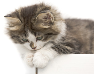 cat kitten pets domestic