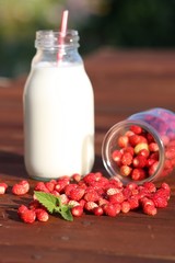 wild strawberies and mint against bottle of milk outdoor. Focus on berries