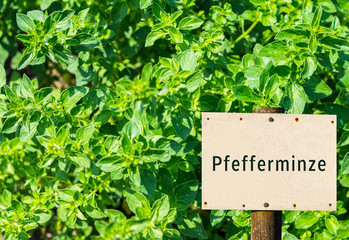 Kräuter Pfefferminze Schild