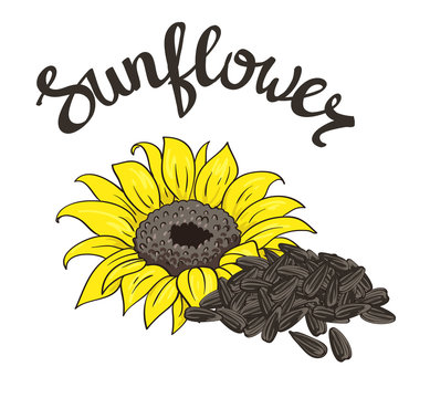 Vector hand drawn yellow sunflower and sunflower seeds.