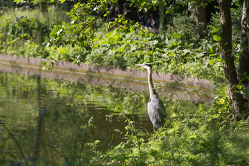 Grey Heron in Frederiksberg Park, Denmark
