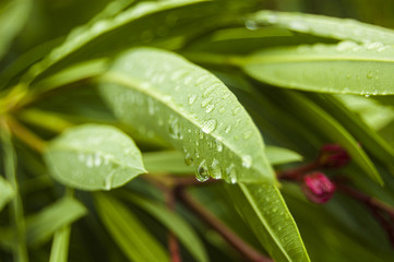 Wallpaper Macro water drops on Green Leaf