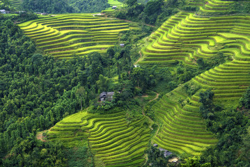 Beautiful Rice fields on terraced of  of Hoang Su Phi, Vietnam, Ha Giang province, North Vietnam on...