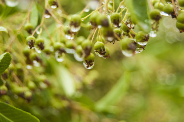 Wallpaper MacroWater Drops on green berries 