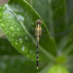 Yellow dragonfly