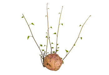  Sweet Potato Sprouts  and Green Leaves on White Background