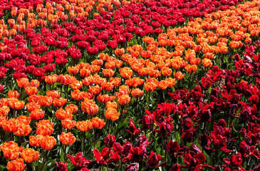 Rows of red and orange beautiful dutch tulip, nature flower background, suitable for card, Keukenhof, Netherlands