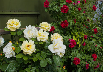 Obraz na płótnie Canvas цветущие в саду фламментанц и дукат