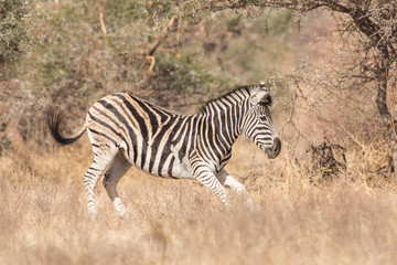 Fototapeta na wymiar Common zebra (Equus quagga), Kruger Park, South Africa