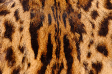 textured detail  skin or fur asian goldden cat or Temminck's cat