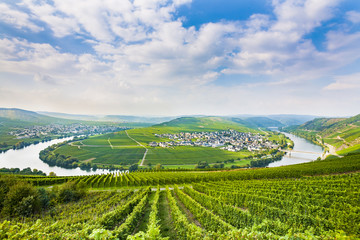 famous Moselle Sinuosity with vineyards