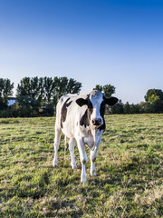 Holstein cows in sunset at a meadow