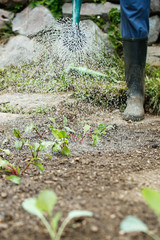 Gardener watering and fertilising freshly planted seedlings