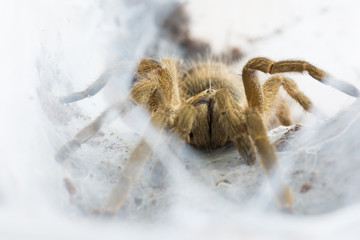 Tarantula Neoholothele (Holothele) incei
