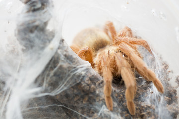 Tarantula Neoholothele (Holothele) incei gold