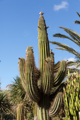 Fototapeta premium Giant Organ Pipe cactus on Fuerteventura, Canary Islands, Spain