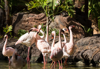 Nice pink big bird Greater Flamingo, Phoenicopterus ruber