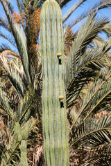 Giant Organ Pipe cactus on Fuerteventura, Canary Islands, Spain