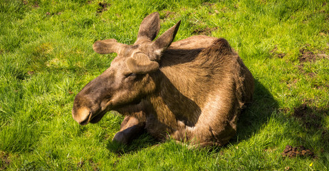 Liegender Elch - G&ouml;teborg, Schweden.