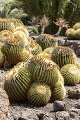 Echinocactus grusonii, popularly known as the golden barrel cactus, golden ball or, amusingly, mother-in-law's cushion,