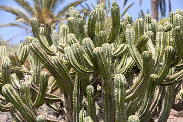 Pachycereus cactus on Fuerteventura, Canary Islands, Spain