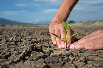 Female hands holding tree growing on cracked earth,environmental problems,love nature,growing tree on crack ground