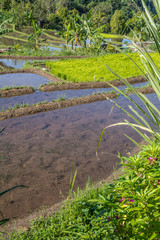Rizières en terrasse, Bali