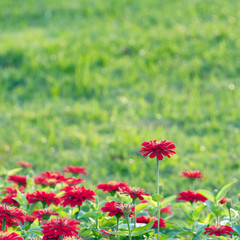 Red chrysanthemum