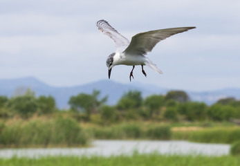 black tern (Chlidonias niger) in winter plumage