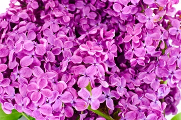 Spring Flowers of Lilac