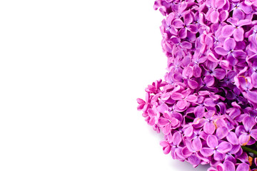 Obraz premium Spring Flowers of Lilac