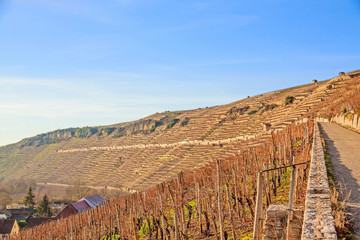 vineyard view