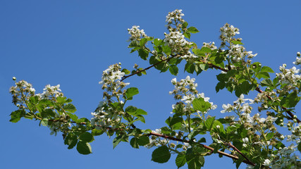 Garden blackberry begins to blossom in June