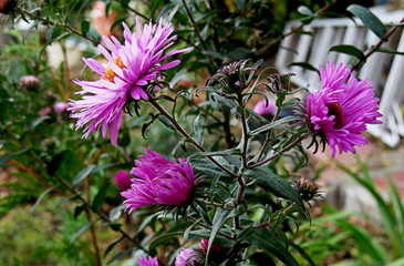The bush of pink asters with unopened buds