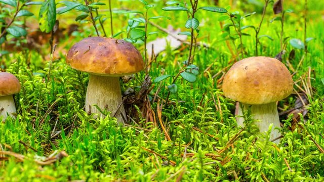 forest mushroom in moss, 4k time-lapse