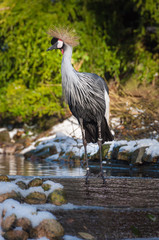 East African crowned crane